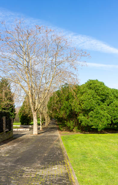 istock Road to the park surrounded by trees and grass 1344287686