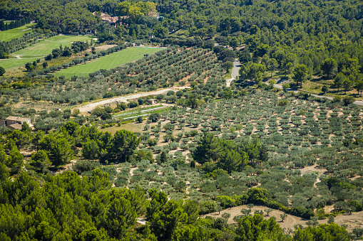 Olive trees plantation seen from above near Les Baux-de-Provence, France