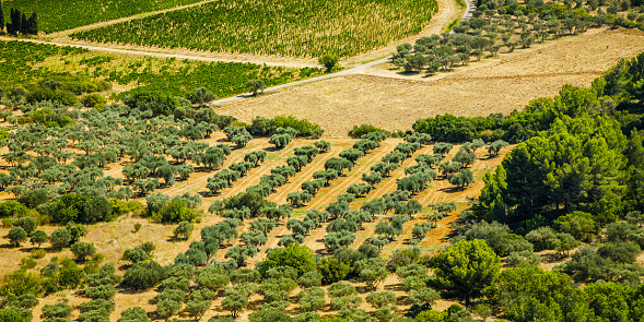 Plantation of olive trees in the valley of Les Baux de Provence, France