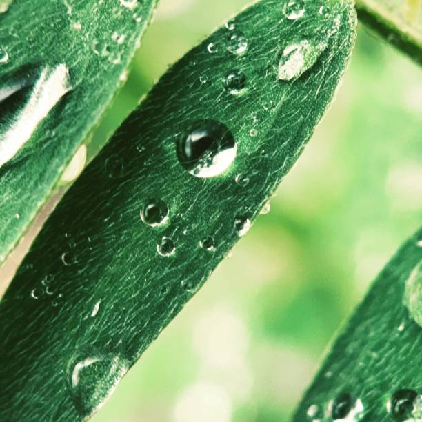 gotas en reposo - 6731 fotografías e imágenes de stock