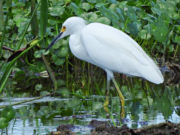 istock Snowy Egret (Egretta thula) walking in the wetlands 1344292045