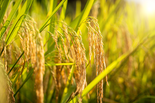 Ripening ears of rice in the field