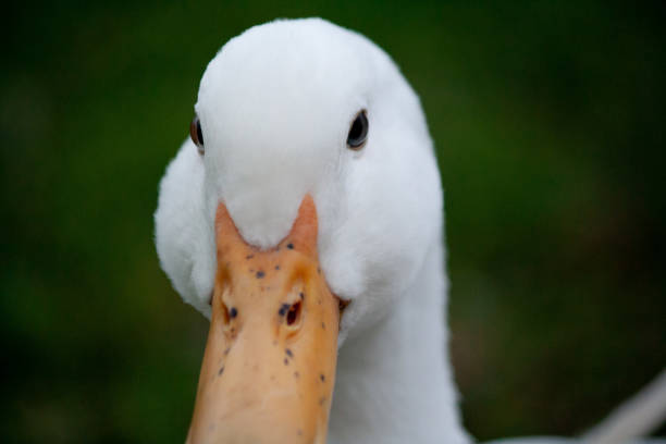 istock American Pekin Duck 1344292134