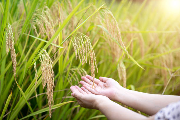 istock Women's hands hold the ears of rice 1344295017