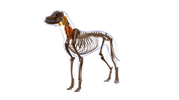 longissimus cervicis muscle chien anatomie pour le concept médical 3d - cervicis photos et images de collection