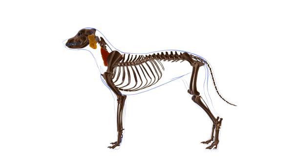 longissimus cervicis muscle chien anatomie pour le concept médical 3d - cervicis photos et images de collection