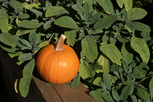Pumpkin on a raised bed with sage in the background.