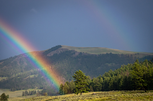 A double rainbow glows in the sunlight in front of Specimen Ridge in Yellowstone National Park