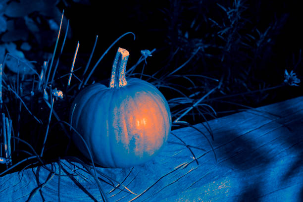 pumpkin - halloween color image horizontal side view imagens e fotografias de stock