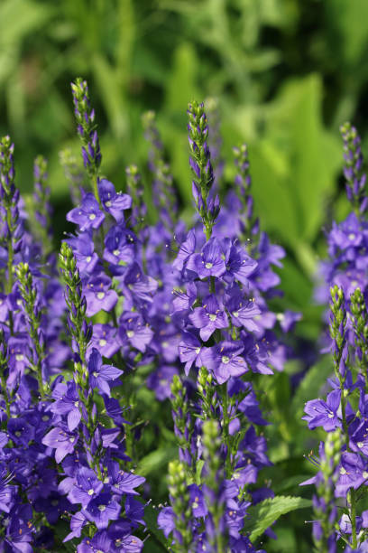 istock Blue speedwell flower spikes 1344297988
