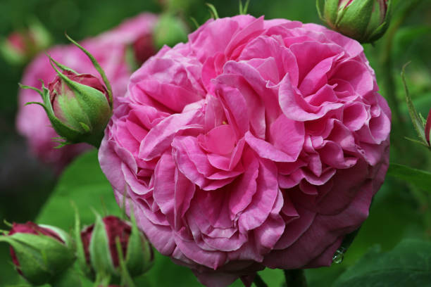 istock Deep pink rose flower in close up 1344298002