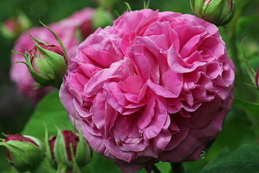 Deep pink rose flower, Rosa species of unknown variety, in close up with a background of blurred leaves and buds.