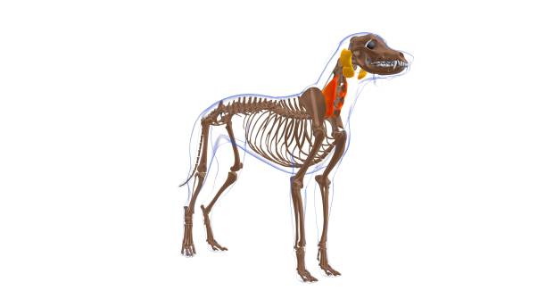 longissimus cervicis muscle chien anatomie pour le concept médical 3d - cervicis photos et images de collection