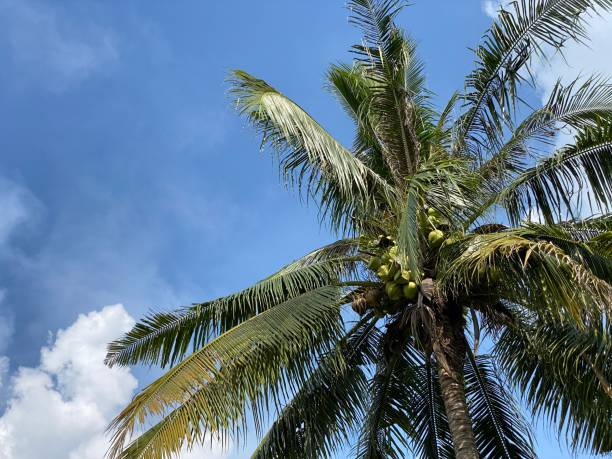 istock Tropical coconut tree leaf and the blue sky. 1344298340