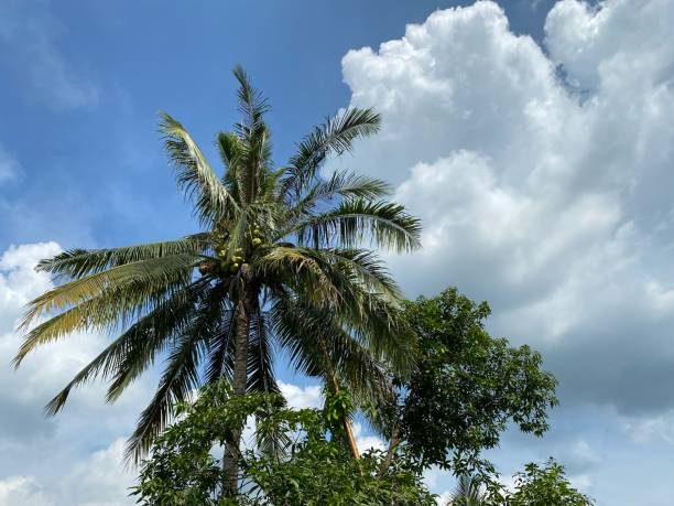 istock Tropical coconut tree leaf and the blue sky. 1344298348