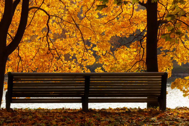 istock Bench in an autumn park with a sunny day 1344298931