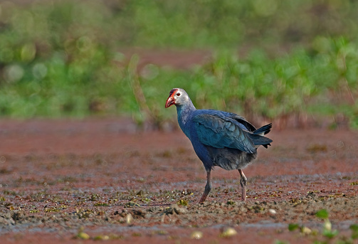 Purple Swamphen (Porphyrio porphyrio poliocephalus) adult standing in marsh\