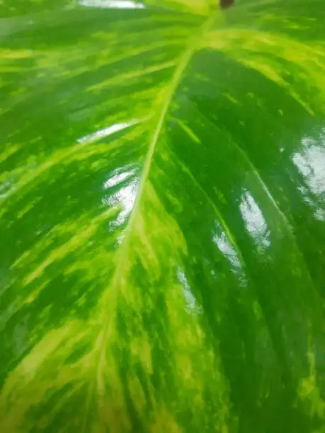 Moneyplant leaf
