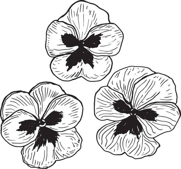 Pansies Flower in a vector style isolated. Black and white sketch. Pansy Botanical Illustration Pansies Flower in a vector style isolated. Black and white sketch. Pansy Botanical Illustration pansy stock illustrations