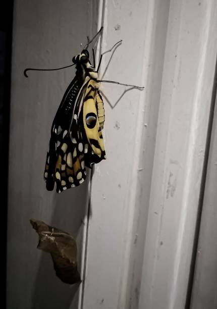 istock Hatching out of pupa to lime  butterfly 1344300319