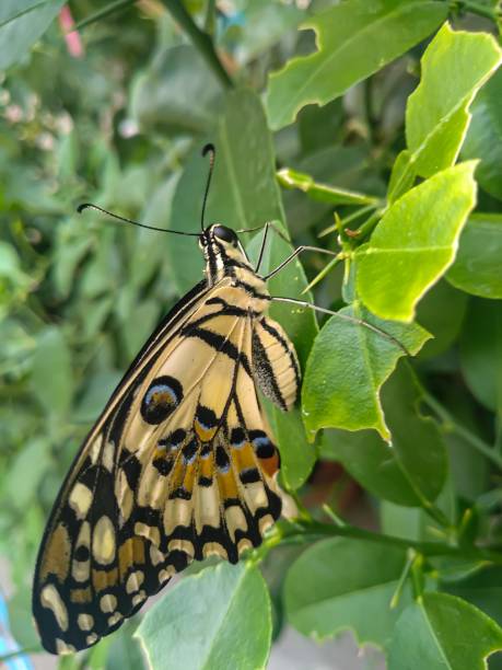 mariposa lima amarilla en las hojas - lime butterfly fotografías e imágenes de stock