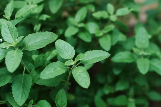 Closeup of tulsi (holy basil, Ocimum Tenuiflorum), an aromatic plant widely cultivated throughout Indian subcontinent and widely used in Hindu religious and medicinal purposes.