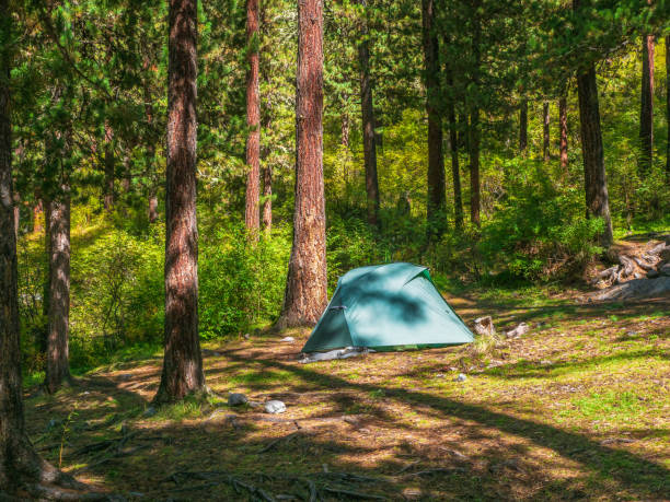 istock Blue tent under conifer trees on summer forest. Tent under tree in coniferous forest on hillside. Closeup of bright blue tent in mountains. Scenic mountain landscape in autumn. 1344301870