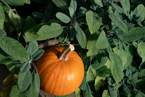 Pumpkin on a raised bed with sage in the background.