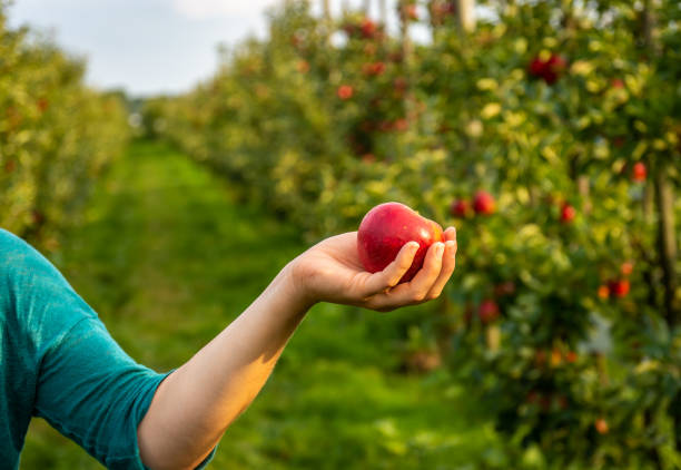 kobieta trzymająca w ręku dojrzałe, czerwone jabłko w sadzie jabłoni - women red fruit picking zdjęcia i obrazy z banku zdjęć