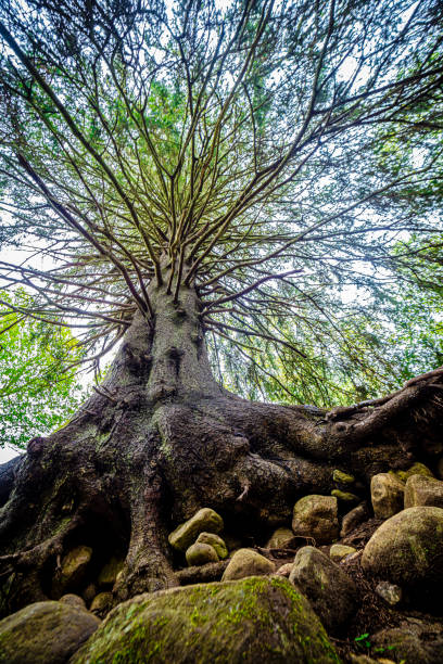 yggdrasil - yggdrasil fotografías e imágenes de stock