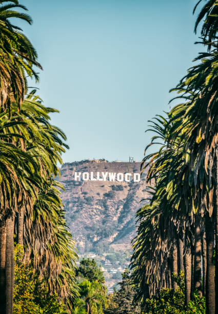 19 october 2018 - Los Angeles, California. USA: Hollywood Sign between Palm trees from central Los Angeles