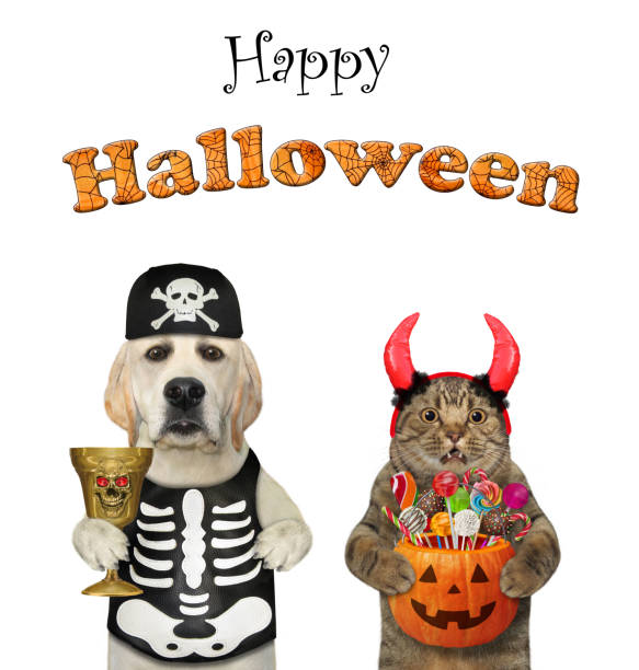 istock Dog labrador with cat celebrating Halloween 1344303981