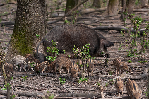 wild boar female with puppies