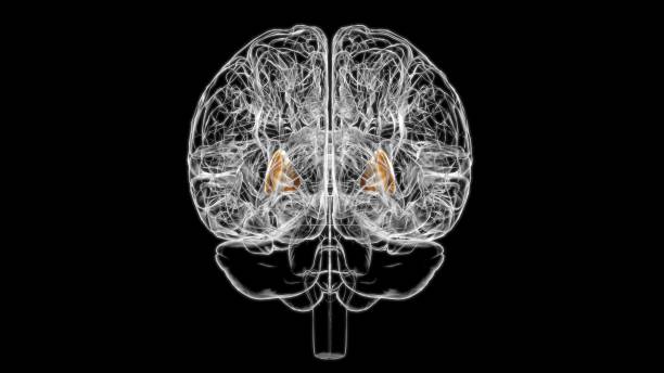istock Brain putamen Anatomy For Medical Concept 3D 1344304929