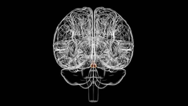 istock Brain Pituitary gland Anatomy For Medical Concept 3D 1344304941