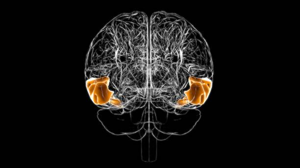 istock Brain middle temporal gyrus Anatomy For Medical Concept 3D 1344304996