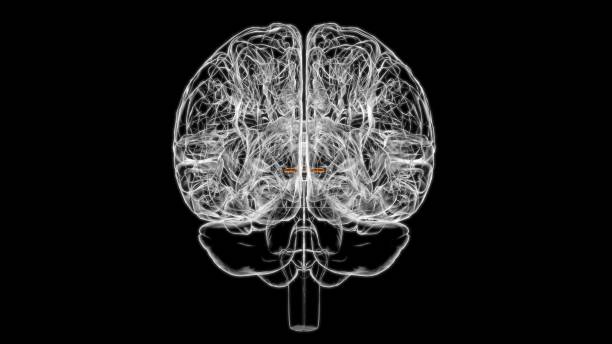 istock Brain Anterior commissure Anatomy For Medical Concept 3D 1344305093
