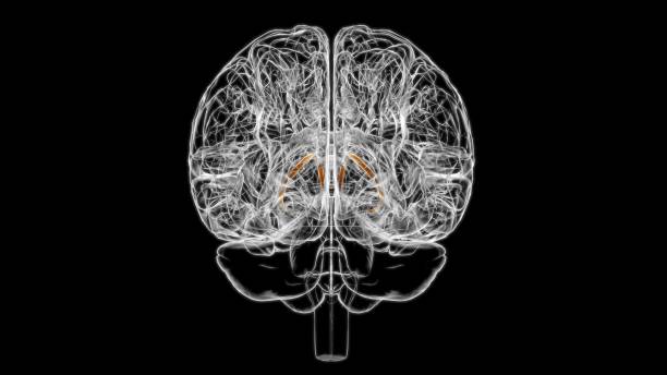 脳のストリア末端は医療概念のための解剖学3d - medulla oblongata ストックフォトと画像