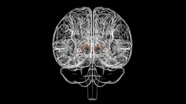 의료 개념 3d에 대한 뇌 트리아 말기 해부학 - medulla oblongata 뉴스 사진 이미지