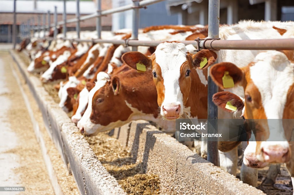 Dairy Farm Simmental Cattle Feeding Cows On Farm Stock Photo - Download  Image Now - Animal Husbandry, Cow, Cattle - iStock