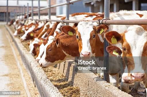 18,000 Animal Husbandry Stock Photos, Pictures & Royalty-Free Images -  iStock | Agriculture and animal husbandry