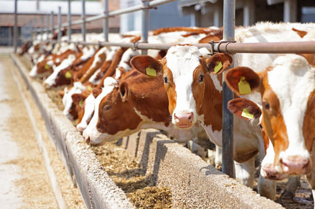 dairy farm, simmental cattle, feeding cows on farm - cattle shed cow animal imagens e fotografias de stock