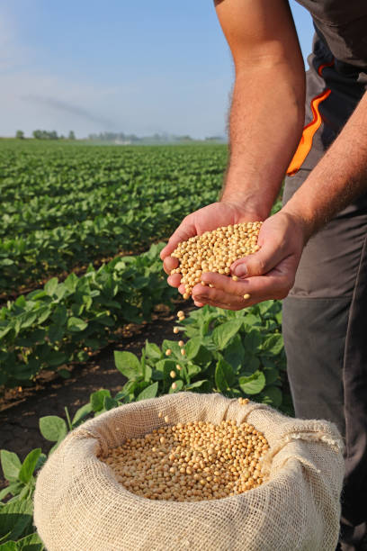 istock Soybean grain in a hands of successful farmer 1344306457