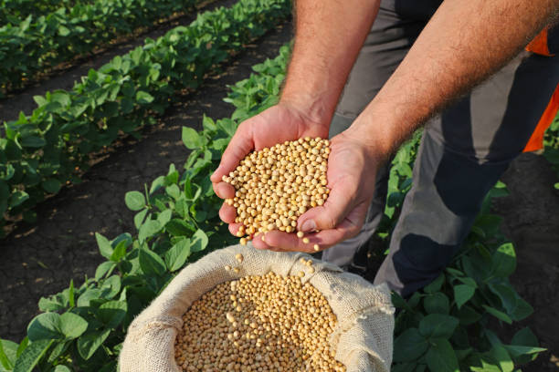 istock Soybean grain in a hands of successful farmer 1344306474