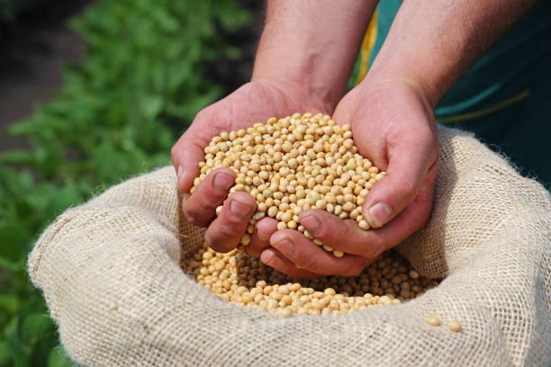 istock Soybean grain in a hands of successful farmer 1344306496