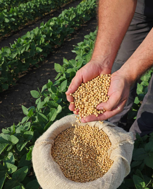 Soybean grain in a hands of successful farmer