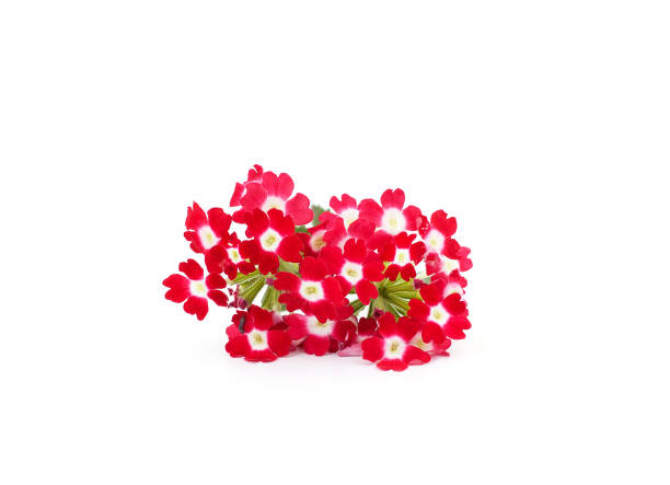 Beautiful verbena flowers isolated on a white background.