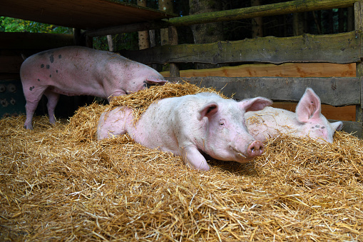 Pigs in straw at the sanctuary Gut Aiderbichl in Salzburg, Austria, Europe