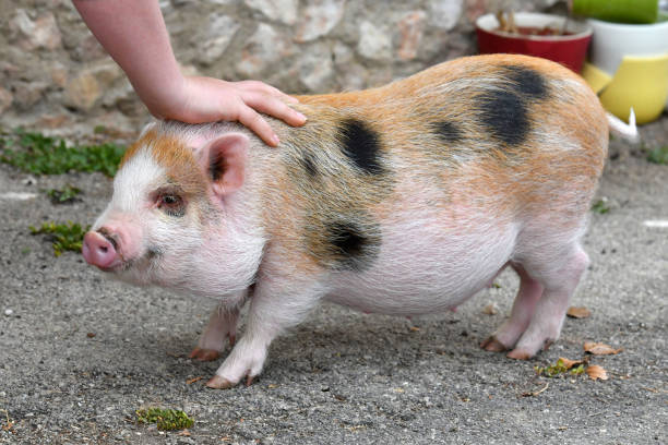 pot-bellied pig - hangbuikzwijn stockfoto's en -beelden