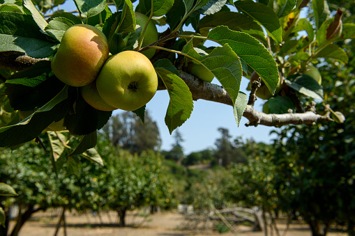 Close-up of organic red apples ripening in an apple grove on a Central California farm.\n\nTaken in Corralitos, California, USA.